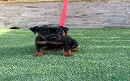 Terrier Alemán de Caza perros en venta: Disponibles cachorros Jagd terrier  - Imagen 5