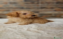 Caniche Toy perros en venta: MACHO CANICHE TOY - Imagen 1