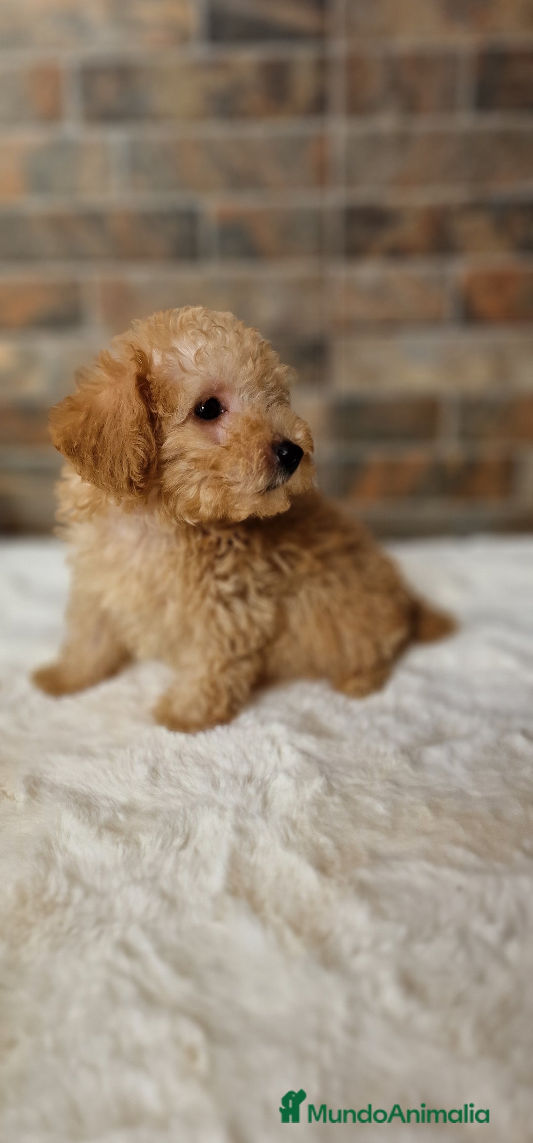 Caniche Toy perros en venta: MACHO CANICHE TOY - Imagen 1