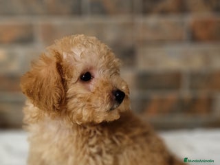 Caniche Toy perros - Anuncio 5