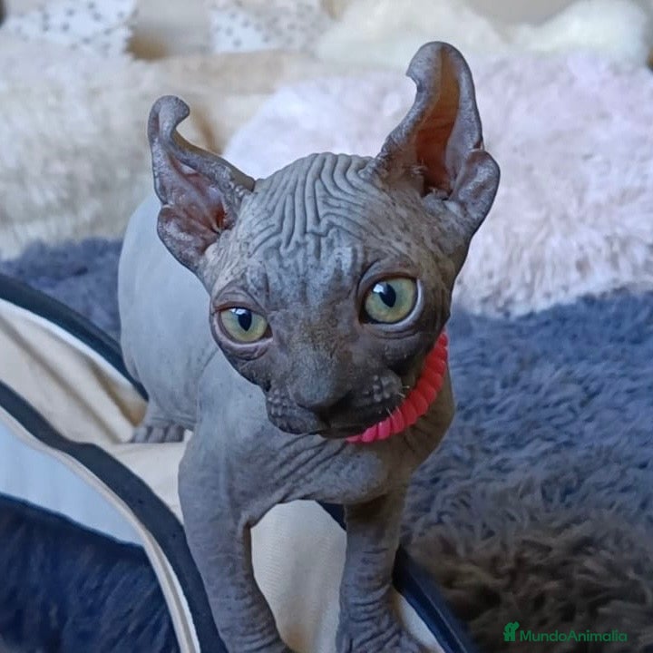 Sphynx gatos Sphynx Blue - Anuncio 3