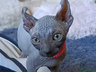Sphynx gatos Sphynx Blue - Anuncio 3