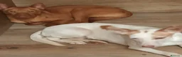 Podenco Andaluz perros en venta: Podencas andaluza  - Anuncio 3