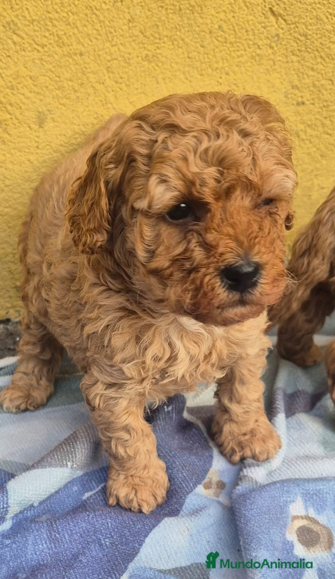 Caniche Toy perros en venta: Caniche toys  - Anuncio 5