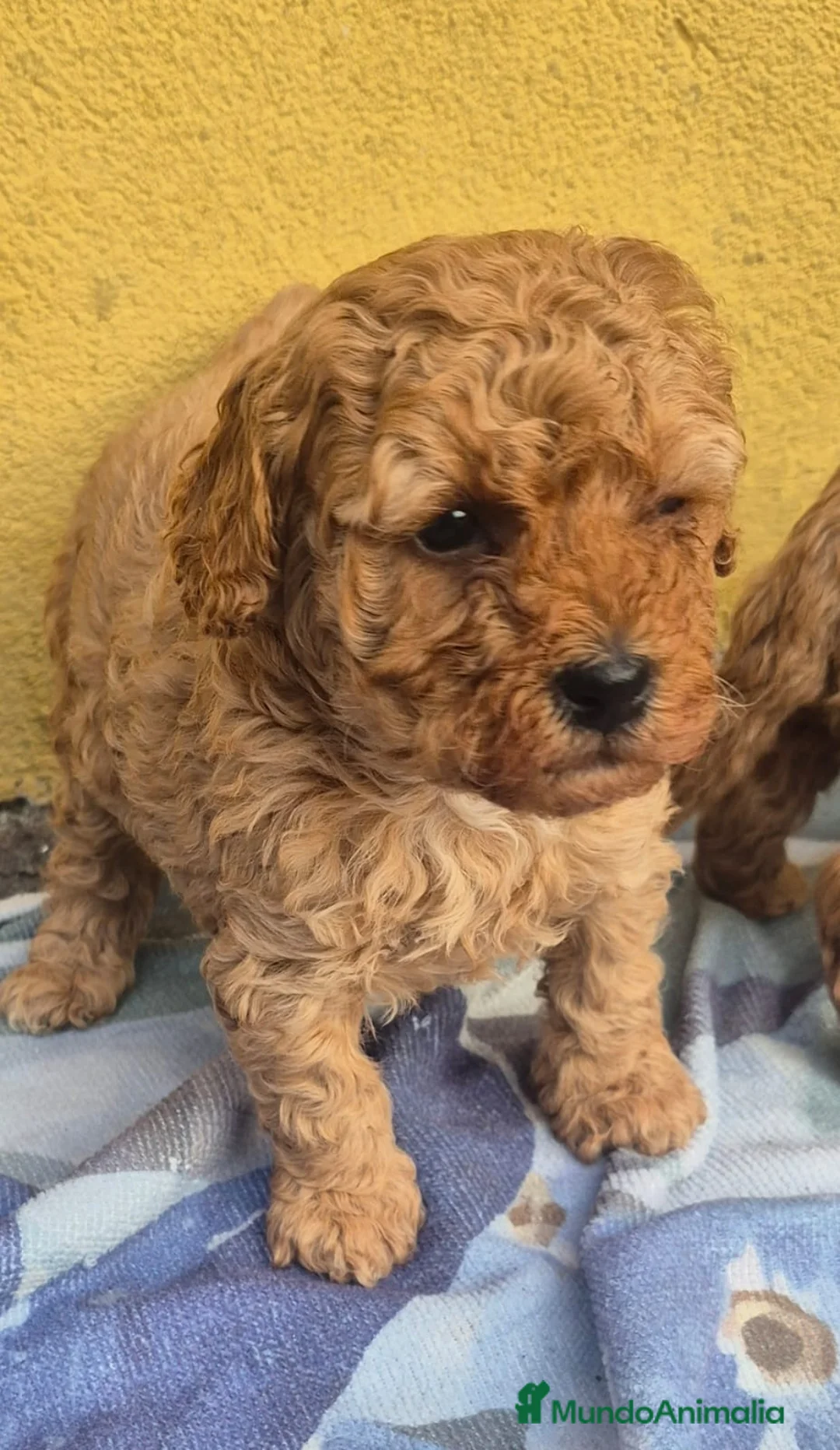 Caniche Toy perros en venta: Caniche toys  - Anuncio 5