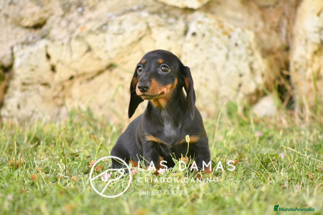 Teckel perros en venta: Teckel 🌭 Pequeños de patas, grandes de alma - Imagen 8