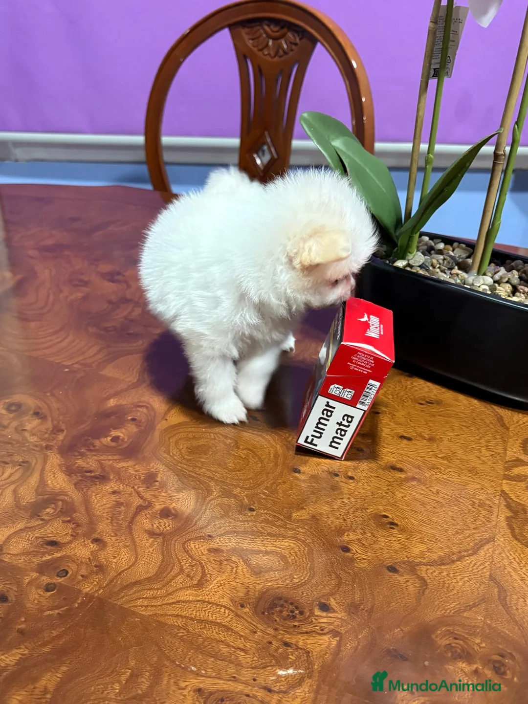 Pomerania perros en venta: Lulu de Pomerania mini toy hembra blanca naranja - Anuncio 23