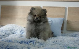 Pomerania perros en venta: CACHORRITO DE POMERANIA  - Imagen 3