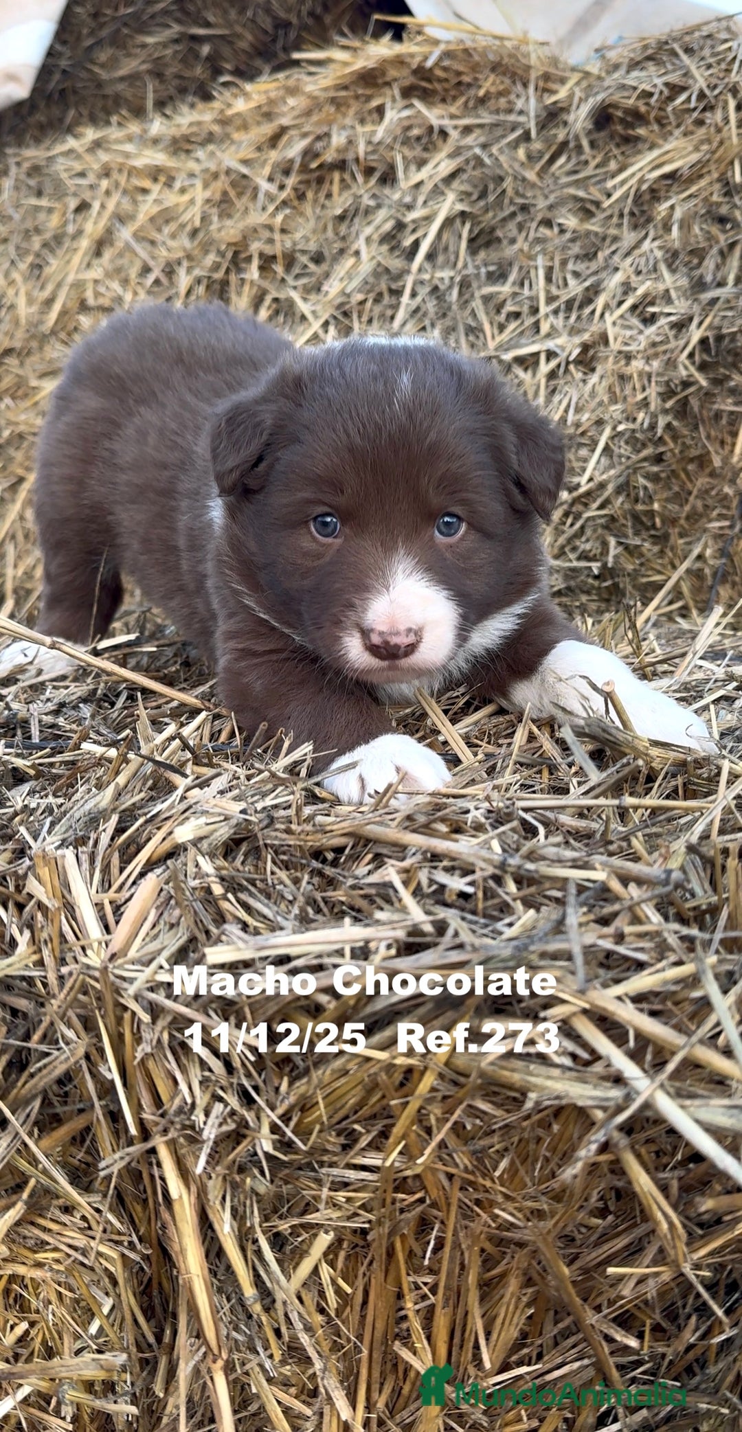 Border Collie perros en venta: Border Collie - Anuncio 29