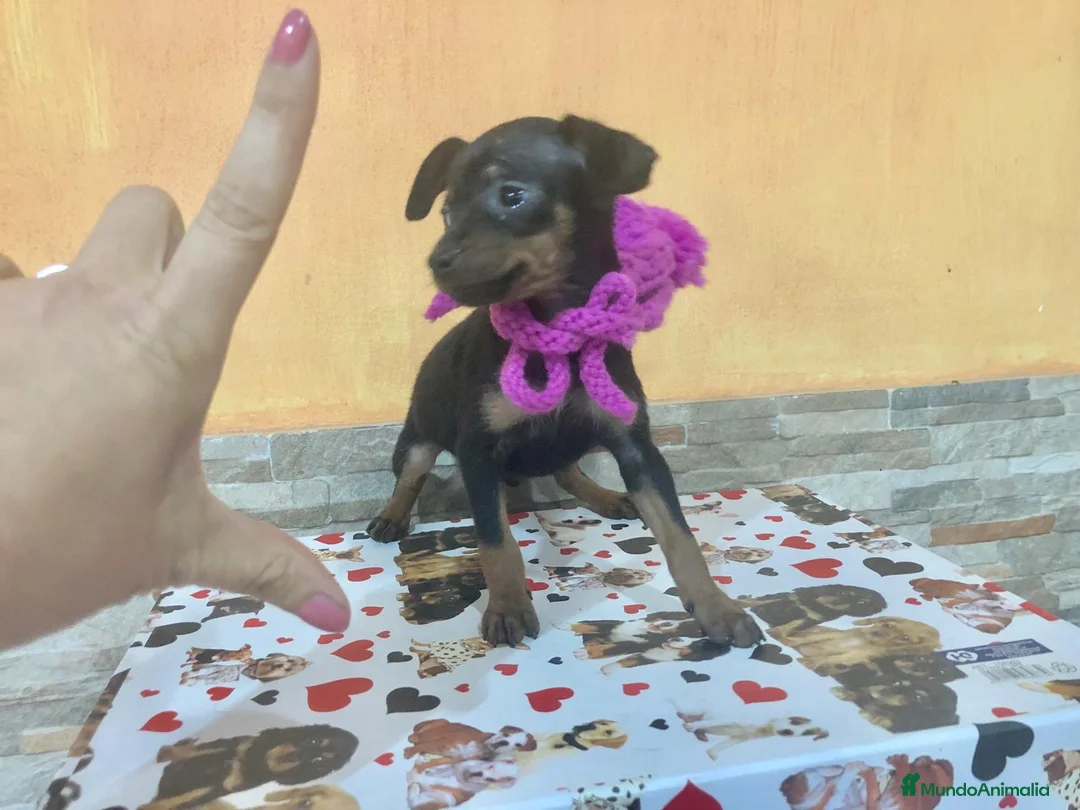 Ratón de Praga perros en venta: Ratón de Praga - Anuncio 4