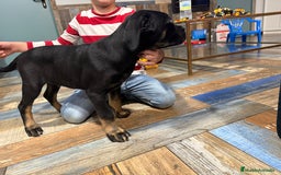 Cane Corso perros en venta: Precio cachorro Cane corso  - Imagen 3
