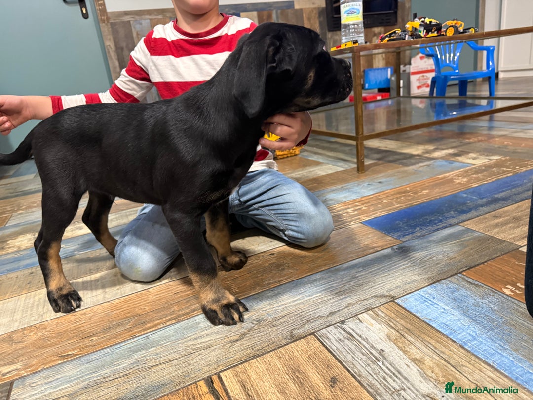 Cane Corso perros en venta: Precio cachorro Cane corso  - Imagen 3