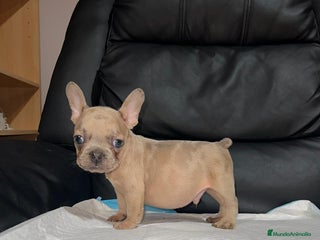 Bulldog Francés perros - Anuncio 34