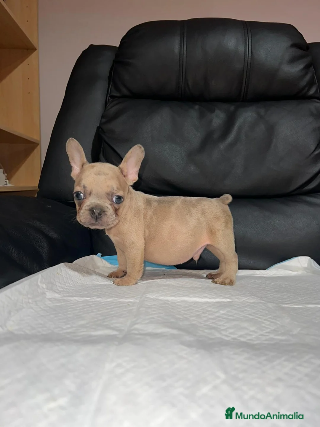 Bulldog Francés perros en venta: Bulldog francés  - Anuncio 1