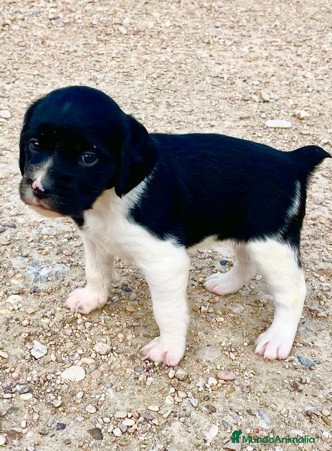 Épagneul Breton perros en venta: Epagneul bretón  - Anuncio 7