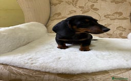 Teckel Miniatura perros en venta: Teckel miniatura varios colores  - Imagen 26