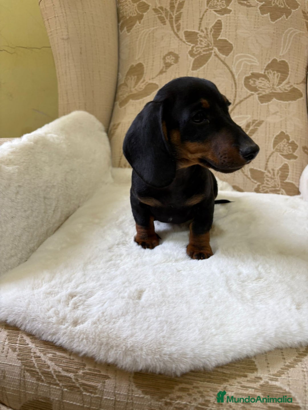 Teckel Miniatura perros en venta: Teckel miniatura varios colores  - Imagen 26