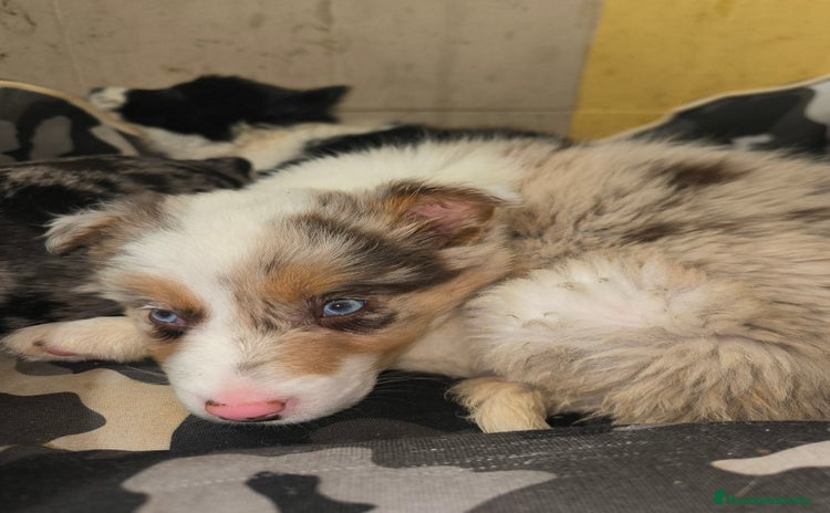 Border Collie perros Border collie  - Anuncio 1