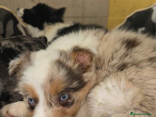 Border Collie perros Border collie - Anuncio 2