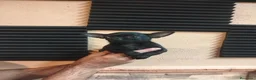 Chihuahua perros en venta: Chihuahua Macho - Anuncio 1