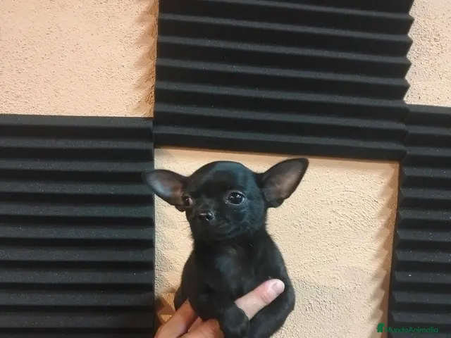 Chihuahua perros Chihuahua Macho - Anuncio 1