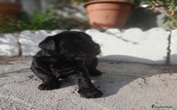 Labrador Retriever perros en venta: LABRADOR - Imagen 12