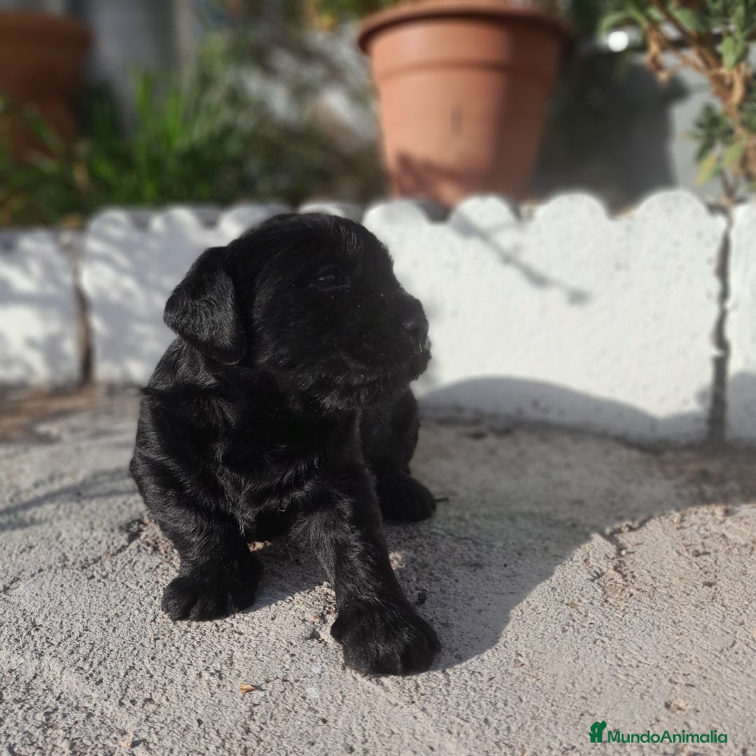 Labrador Retriever perros en venta: LABRADOR - Imagen 12