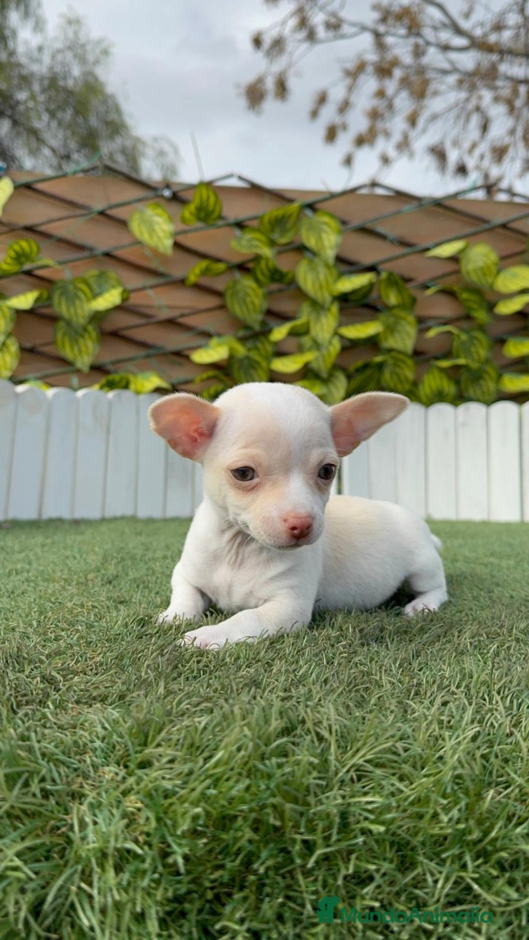 Chihuahua perros en venta: CHIHUAHUA MACHO - Anuncio 10