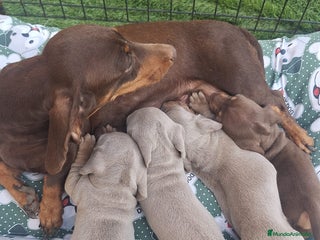 Teckel Miniatura perros Teckel Mini Isabellos - Anuncio 9