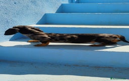 Teckel perros en venta: Cachorro teckel arlequín plata  - Imagen 5