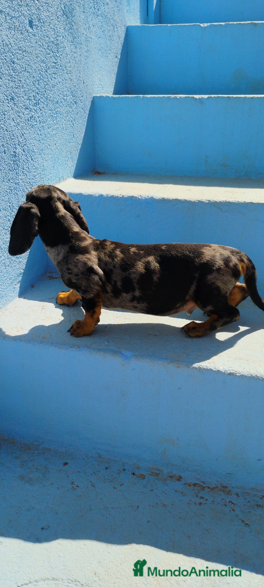 Teckel perros en venta: Cachorro teckel arlequín plata  - Imagen 5