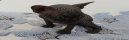 Sphynx gatos en venta: Precioso machito negro  - Anuncio 3