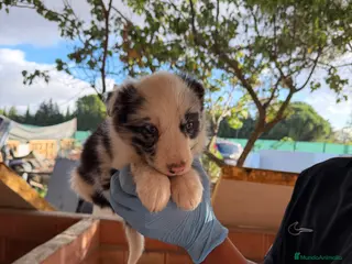 Border Collie perros Borde collie - Anuncio 1