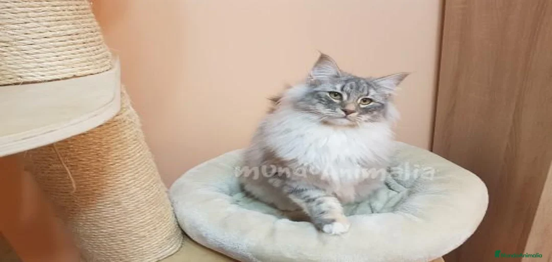 Imagen de galería {{count}}