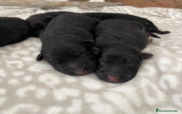 Pastor Alemán perros en venta: Espectacular cachorro de pastor alemán  - Imagen 1