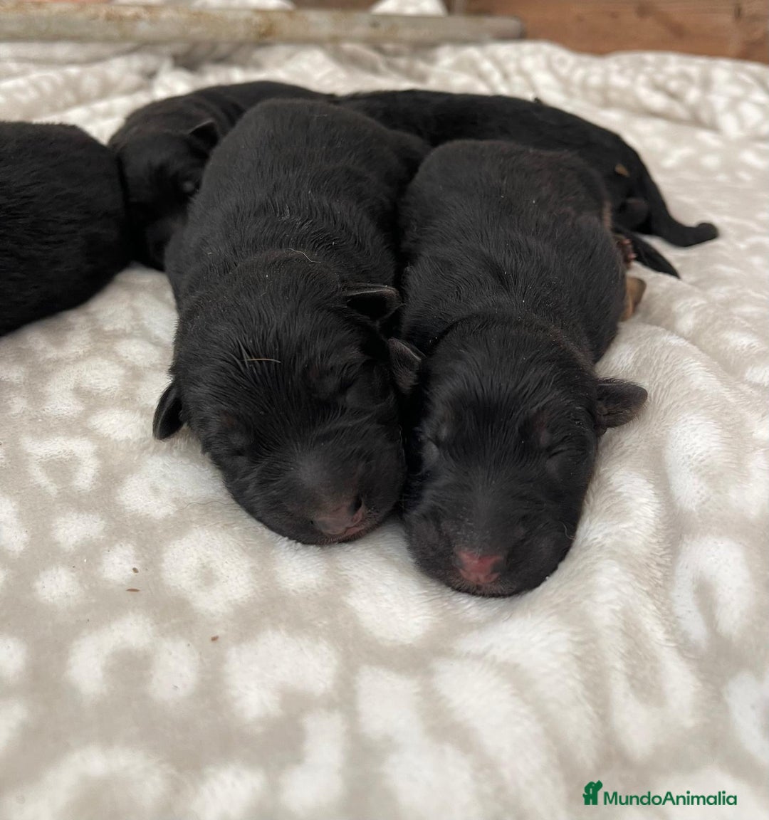 Pastor Alemán perros en venta: Espectacular cachorro de pastor alemán  - Imagen 1