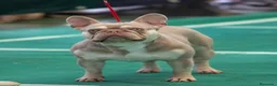 Bulldog Francés perros para monta: Bulldog frances New Sade en Madrid - Anuncio 4
