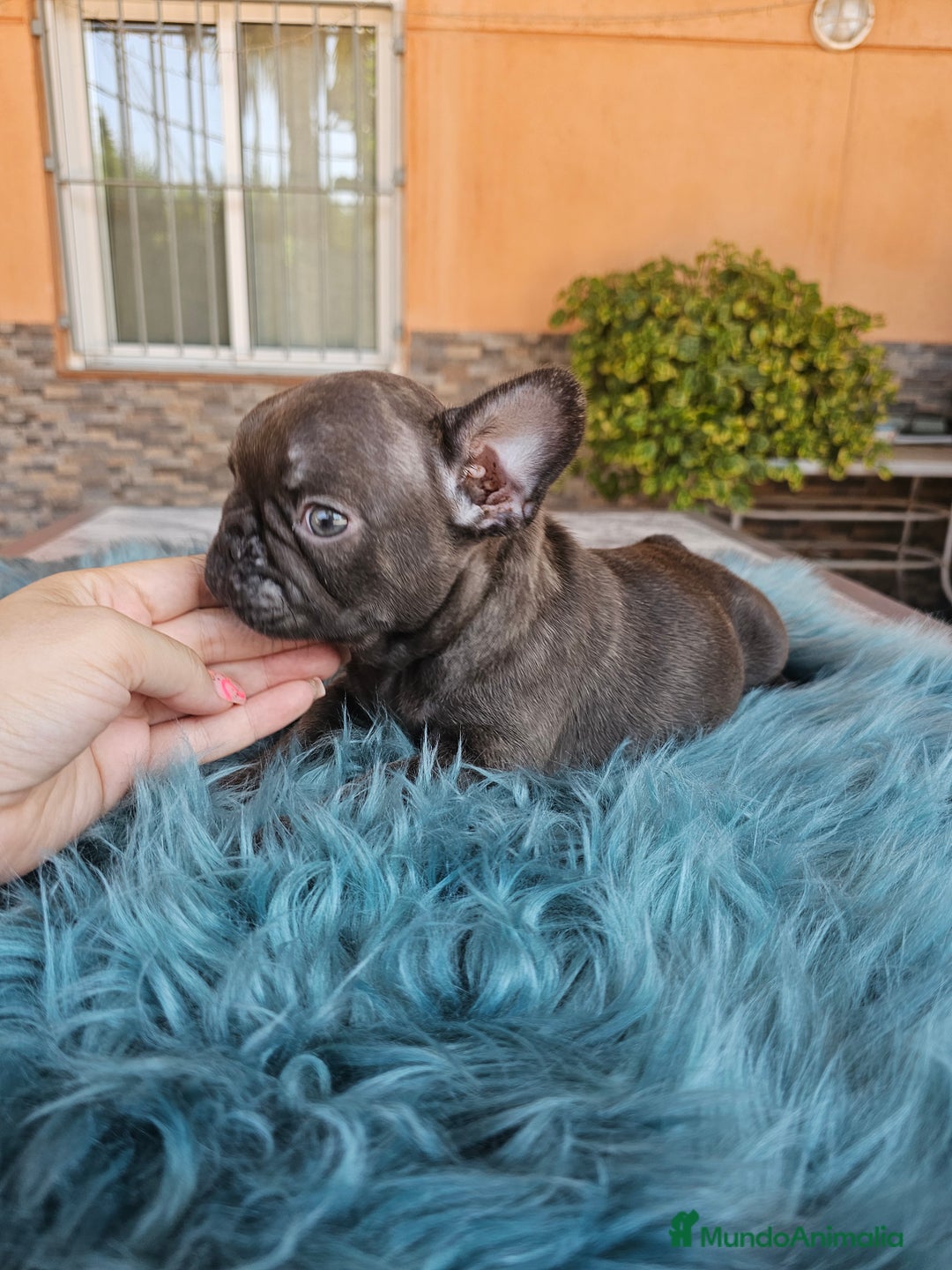 Bulldog Francés perros en venta: Bulldog francés cocoa - Imagen 4