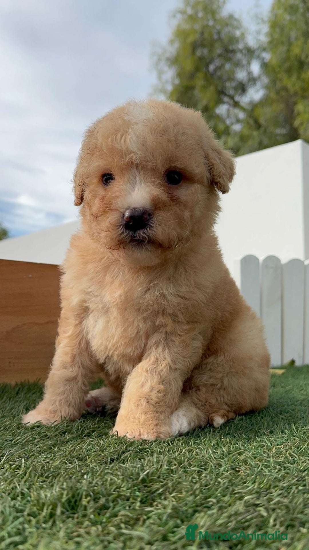 Perro de Agua Español perros en venta: PERRO DE AGUA ESPAÑOL - Anuncio 16