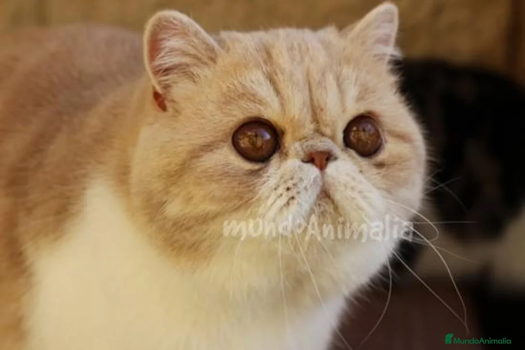 Imagen de galería {{count}}