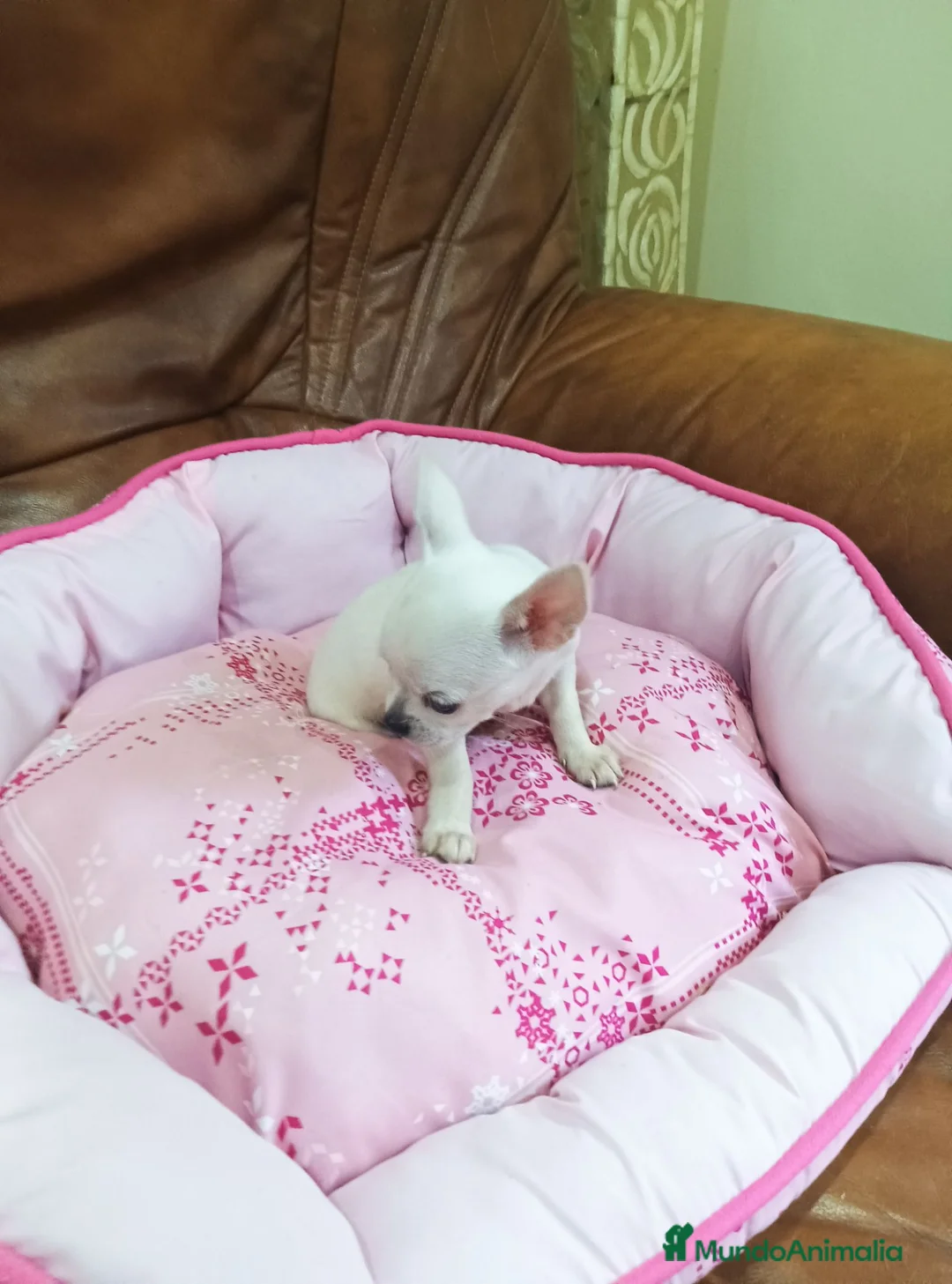 Chihuahua perros en venta: Chihuahua toy blanco - Anuncio 2