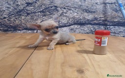 Chihuahua perros en venta: Chihuahua mini - Imagen 5