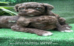 Perro de Agua Español perros en venta: Perro de Agua Español hembra - Anuncio 16