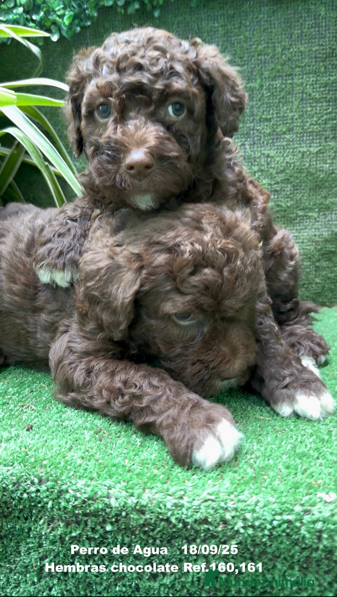 Perro de Agua Español perros en venta: Perro de Agua Español hembra - Anuncio 16