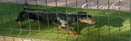 Teckel Miniatura perros en venta: Teckel en Caraby Benidorm  en Alicante - Anuncio 2