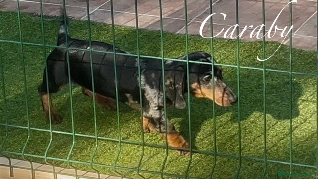 Teckel Miniatura perros en venta: Teckel en Caraby Benidorm  en Alicante - Anuncio 2