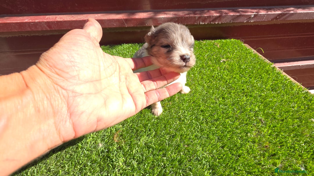 Pomsky perros en venta: Pomsky mini blue 💙 hembra  - Imagen 3