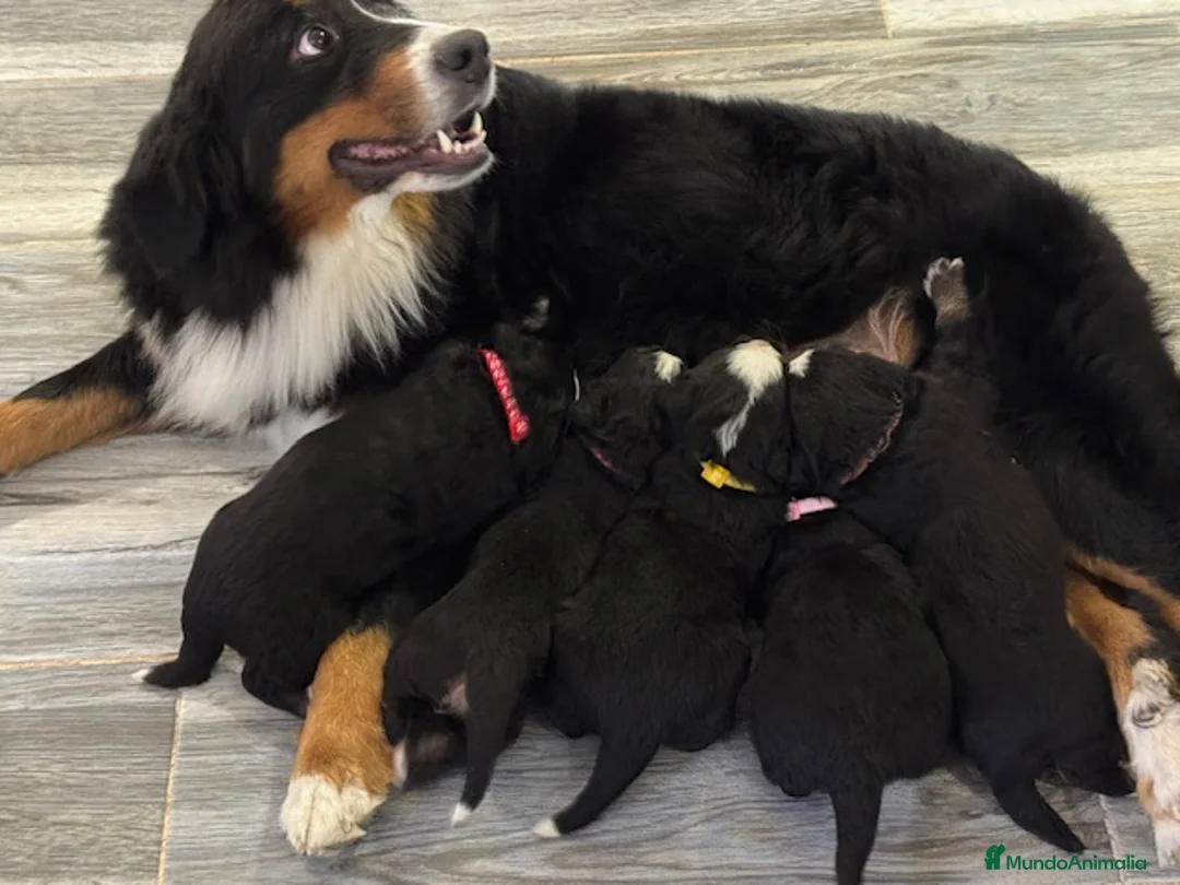 Boyero de Berna perros en venta: Preciosas hembritas Boyero de Berna - Anuncio 6