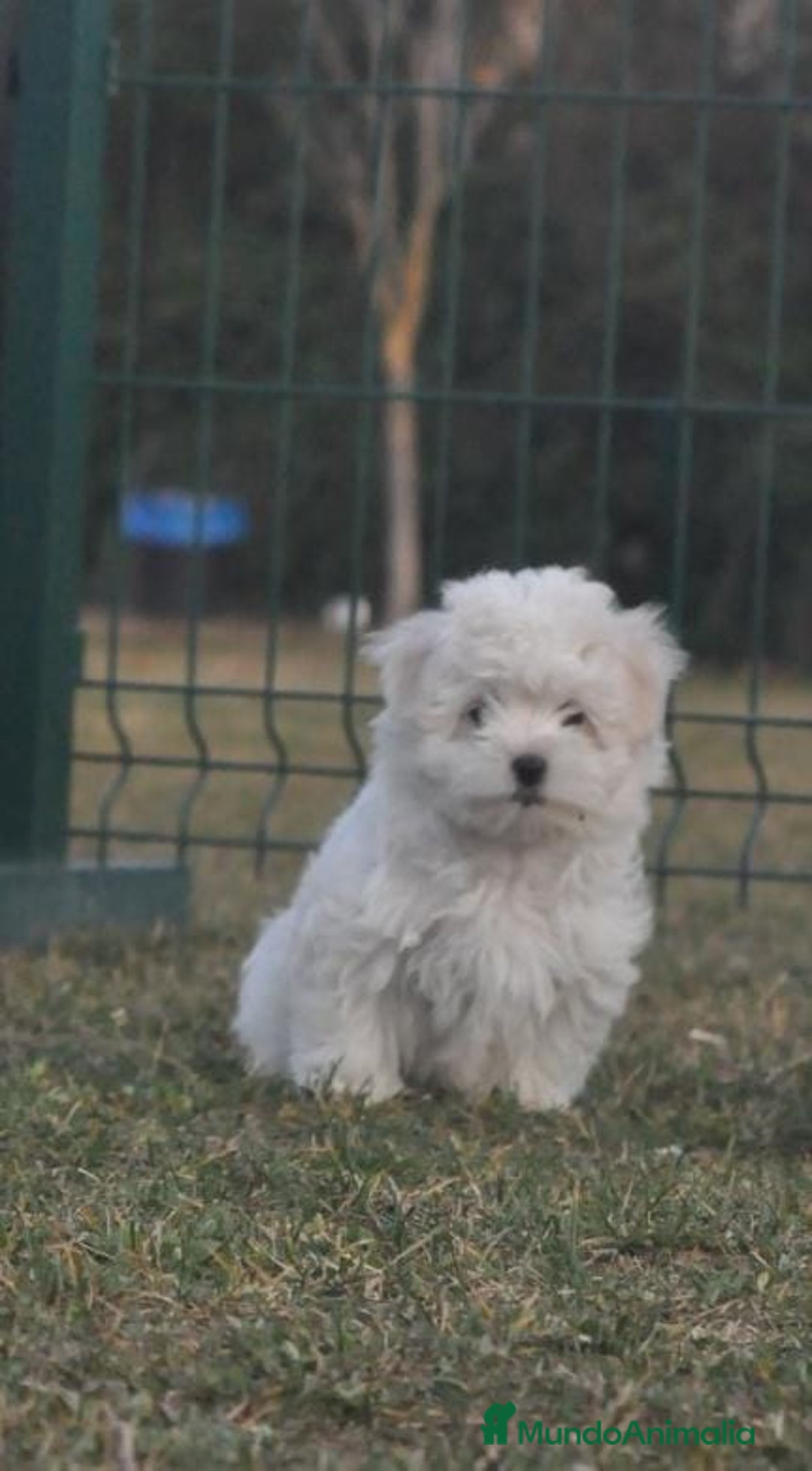 Bichón Maltés perros en venta: expectaculares cachorros - Anuncio 6