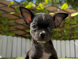 Chihuahua perros - Anuncio 19